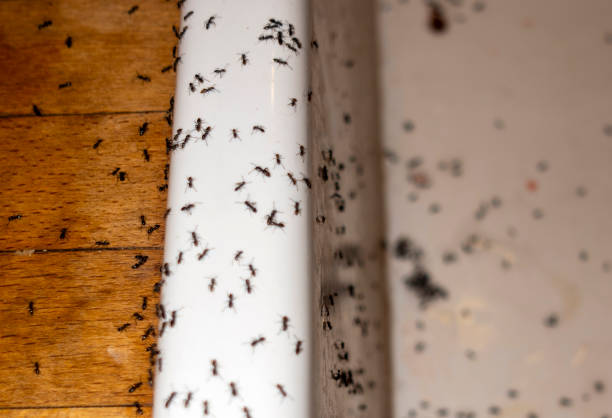 Best Mosquito Control Services  in Allegan, MI